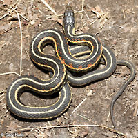 Red-sided Gartersnake