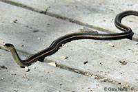 Red-sided Gartersnake