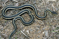 Red-sided Gartersnake