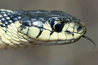 Red-sided Gartersnake