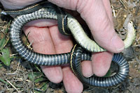 Red-sided Gartersnake