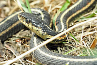 Red-sided Gartersnake