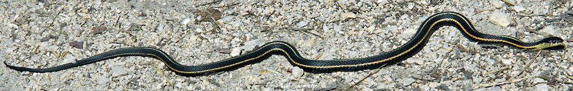 Red-sided Gartersnake