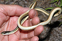 Peninsula Ribbonsnake