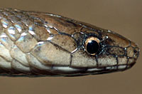 Rough Earth Snake