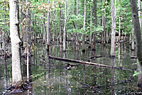 Spotted Turtle habitat