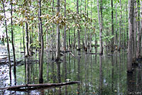 Spotted Turtle habitat