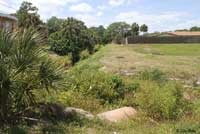 snapping turtle habitat