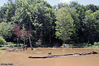 snapping turtle habitat