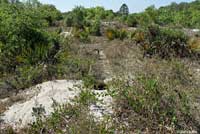 Gopher Tortoise habitat