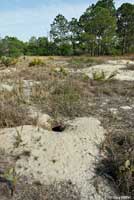 Gopher Tortoise habitat