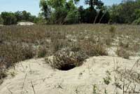 Gopher Tortoise habitat