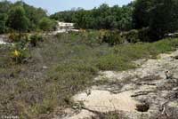 Gopher Tortoise habitat