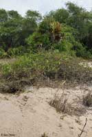 Gopher Tortoise habitat