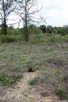 Gopher Tortoise habitat