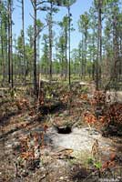 Gopher Tortoise habitat