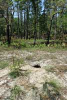 Gopher Tortoise habitat