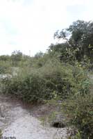 Gopher Tortoise habitat