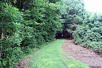 Southeastern Mud Turtle habitat