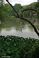 Eastern Musk Turtle habitat