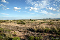 Desert Box Turtle habitat