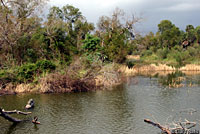 Red-eared Slider habitat