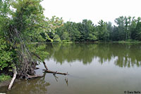 Yellow-bellied Slider habitat