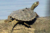 turtle