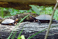 Spotted Turtle