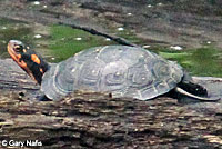 Spotted Turtle