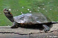 Spotted Turtle