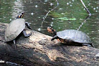 Spotted Turtle