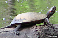 Spotted Turtle