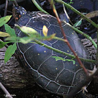 Spotted Turtle