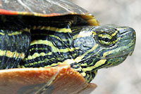 Western Painted Turtle