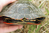 Western Painted Turtle