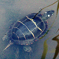 Eastern Painted Turtle