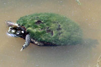 Eastern Painted Turtle