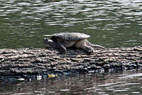 snapping turtle