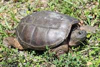 Eastern Snapping Turtle