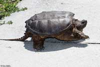 snapping turtle