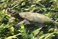 Eastern Snapping Turtle