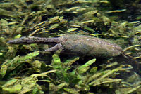 Eastern Snapping Turtle