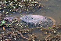 snapping turtle