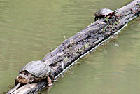 snapping turtle