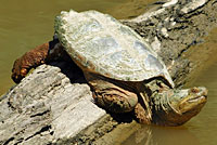 snapping turtle