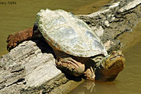 snapping turtle