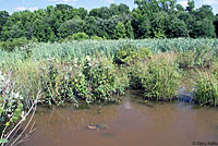 snapping turtle