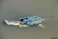 snapping turtle