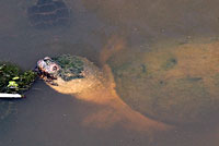 snapping turtle